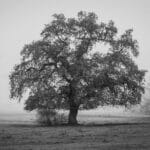 The Secrets Tree. A short story.